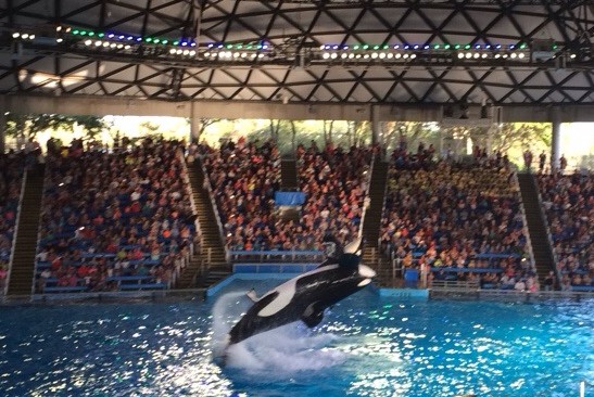 shamu